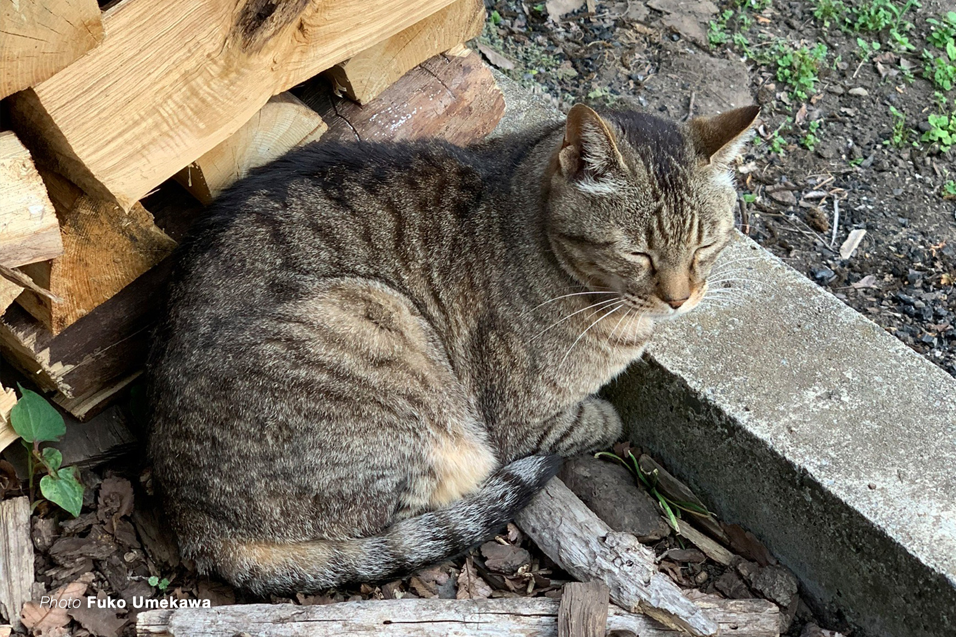 猫