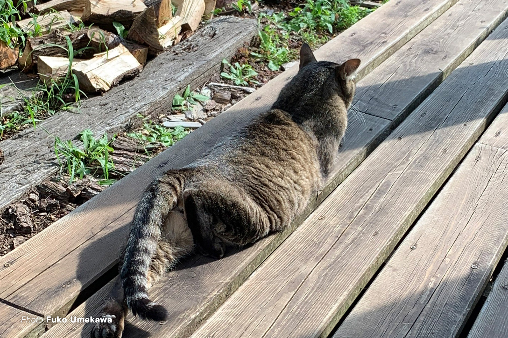 猫