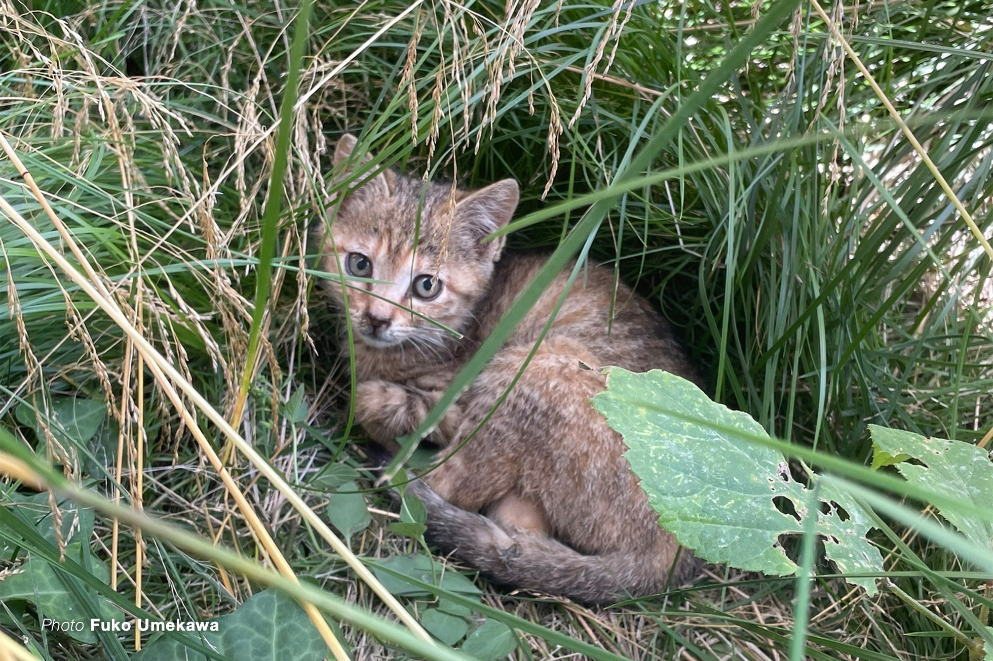 猫