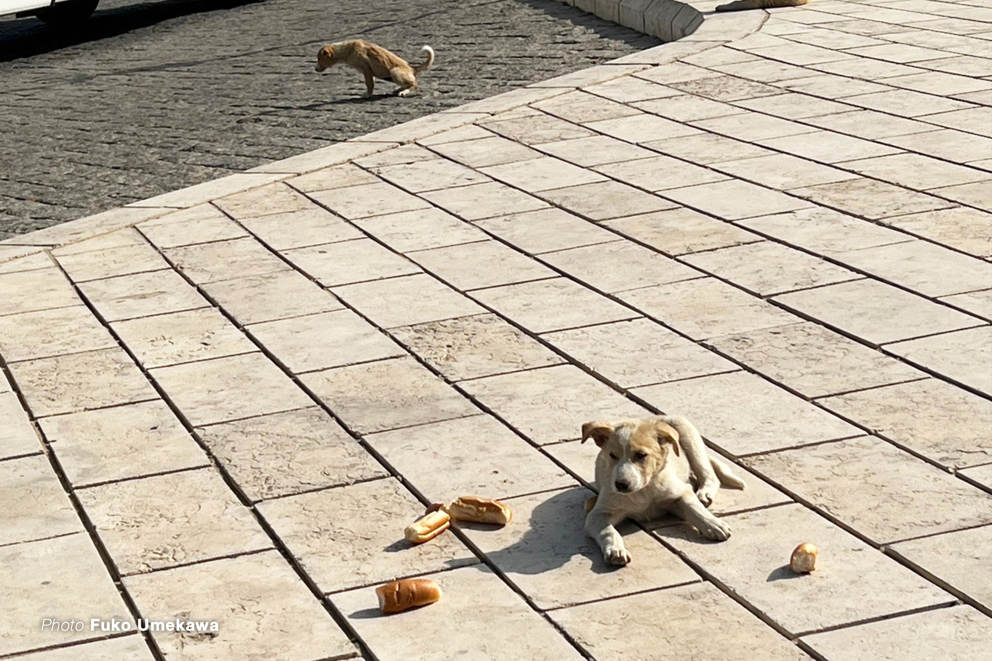 ピラミッドにいっぱいいる犬