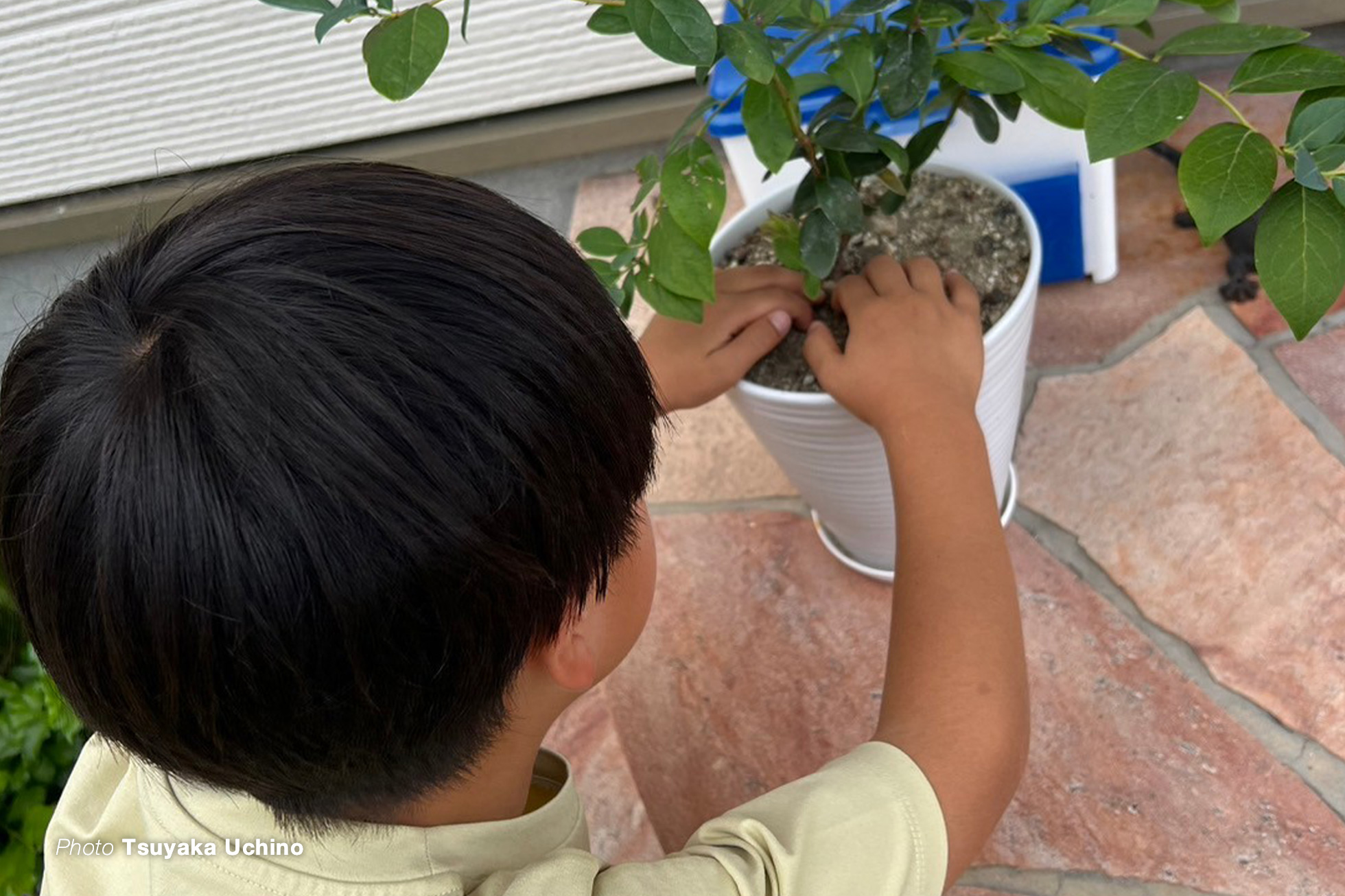 甥っ子ブルーベリーを植える